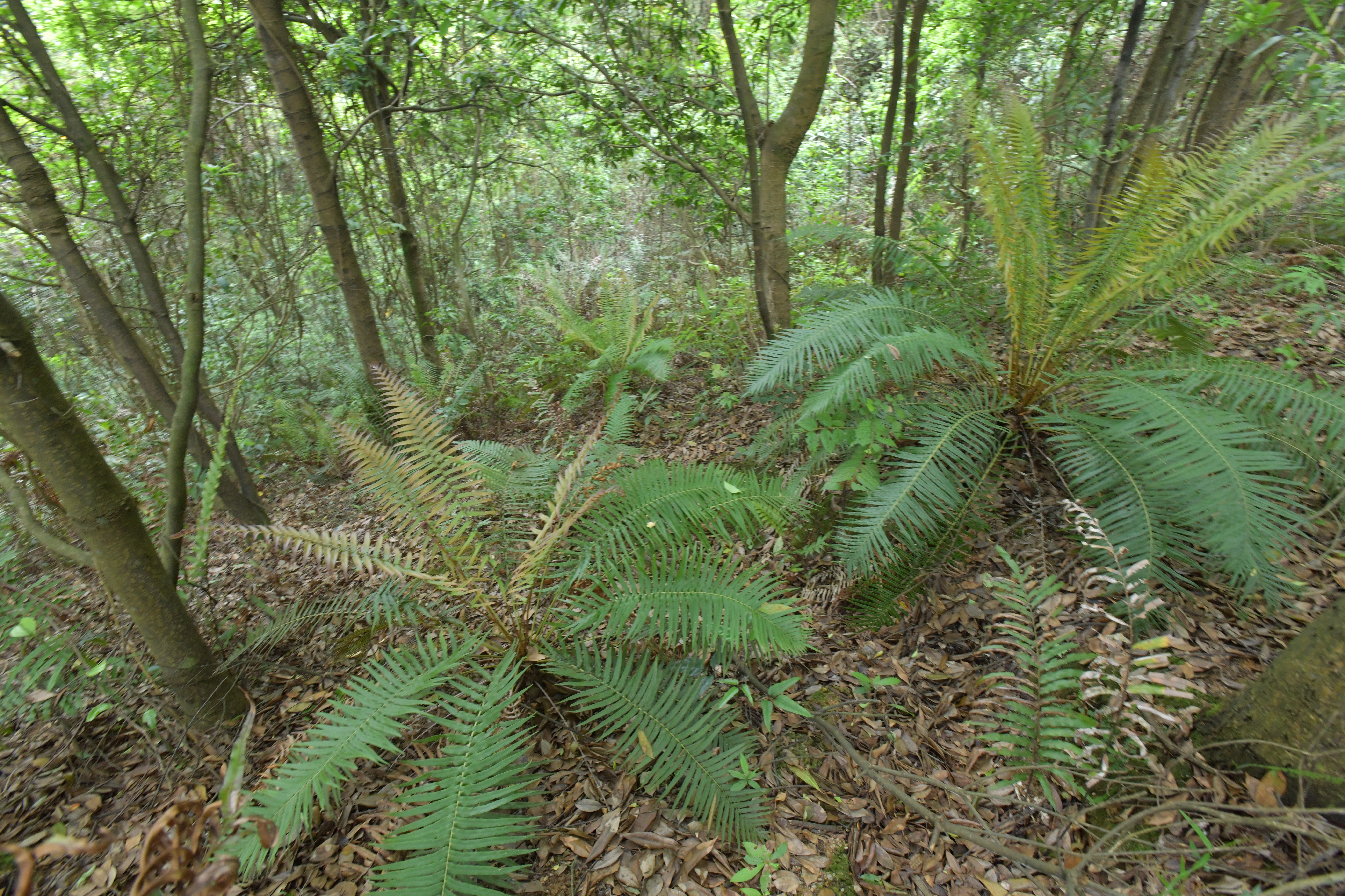 國家二級重點(diǎn)保護(hù)植物——蘇鐵蕨種群.jpg